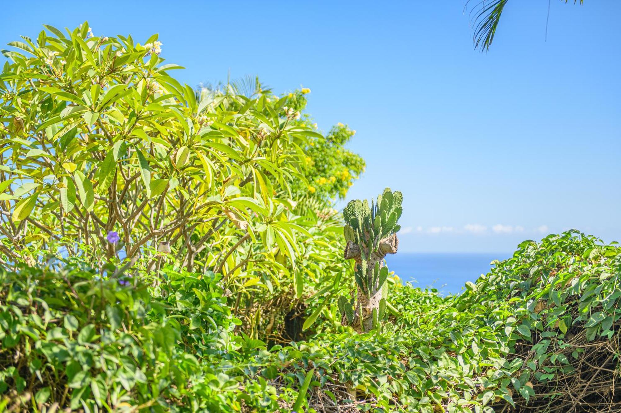 Le Jardin Des Tuit Tuit * Vue Mer * Cozy Saint-Leu Exteriér fotografie